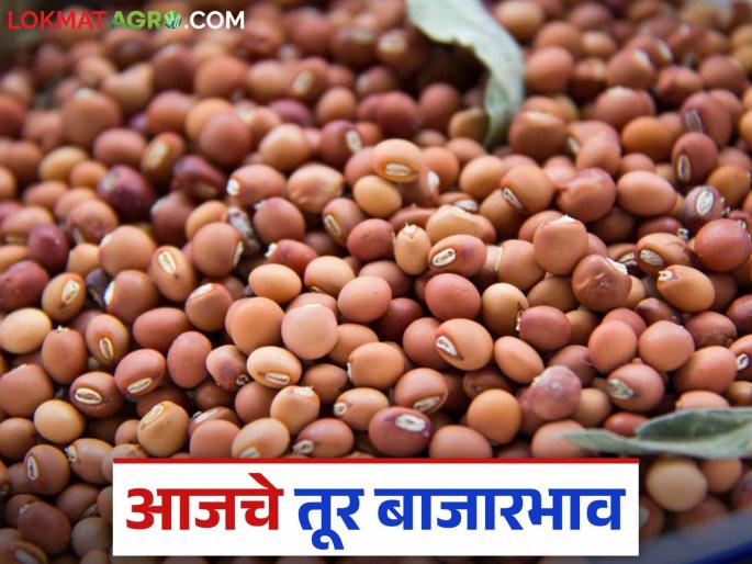 Tur Bajar Bhav: Inflow of local breed tur is increasing; Read in detail how to get the rate | Tur Bajar Bhav: लोकल जातीच्या तुरीची आवक वाढतेय; कसा मिळाला दर ते वाचा सविस्तर