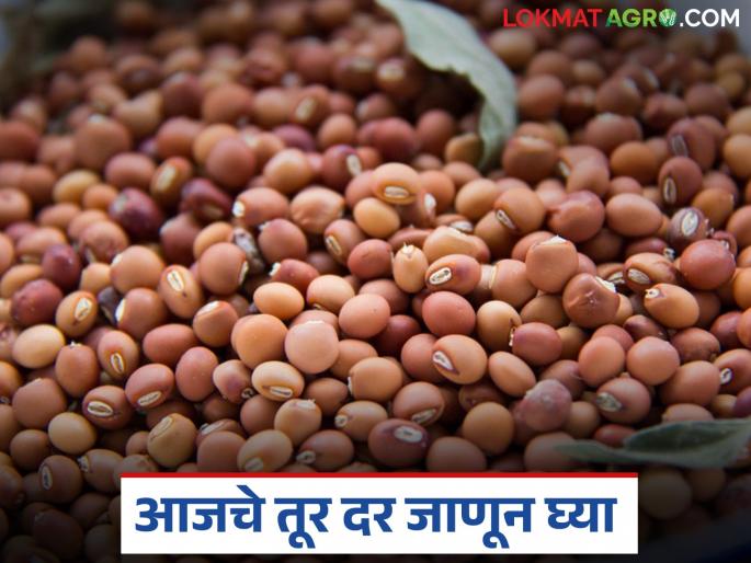 latest news Tur Bajar Bhav : Fluctuations in the arrival of tur across the state; Know today's tur prices in detail | Tur Bajar Bhav : राज्यभरात तुरीच्या आवकेत चढ-उतार; आजचे तूर दर जाणून घ्या सविस्तर