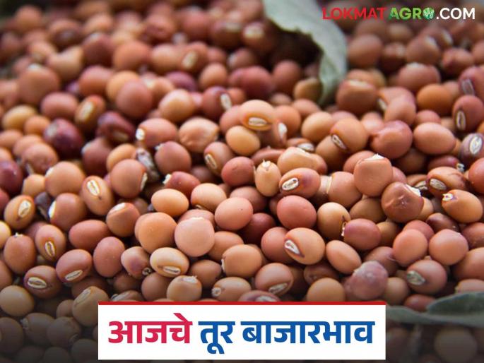 latest news Tur Bajar Bhav : Demand for red and white tur; Know today's prices | Tur Bajar Bhav : लाल व पांढऱ्या तुरीला मागणी; आजचे भाव जाणून घ्या