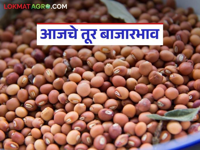 latest news Tur Bajar Bhav: Tur price remains stable even though arrivals of tur increase; Read today's market price in detail | Tur Bajar Bhav : तुरीची आवक वाढली तरी दर स्थिर; काय आहे आजचे बाजारभाव वाचा सविस्तर