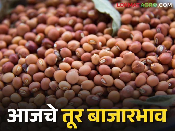Tur bajar bhav: latest news Which variety of tur is in demand in the market; Read in detail how it is getting the price | Tur bajar bhav: बाजारात कोणत्या तुरीला मागणी; कसा मिळतोय दर ते वाचा सविस्तर Tur bajar bhav: latest news Which variety of tur is in demand in the market; Read in detail how it is getting the price | Tur bajar bhav: बाजारात कोणत्या तुरीला मागणी; कसा मिळतोय दर ते वाचा सविस्तर