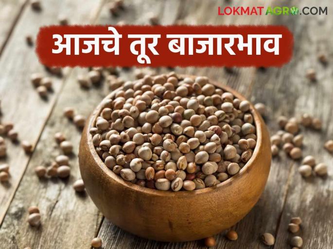 latest news Tur bajar bhav: Big jump in arrivals in the tur market; Higher prices for the 'red' variety Read in detail | Tur bajar bhav : तूर बाजारात मोठी आवक उसळी; 'लाल' जातीला अधिक दर वाचा सविस्तर