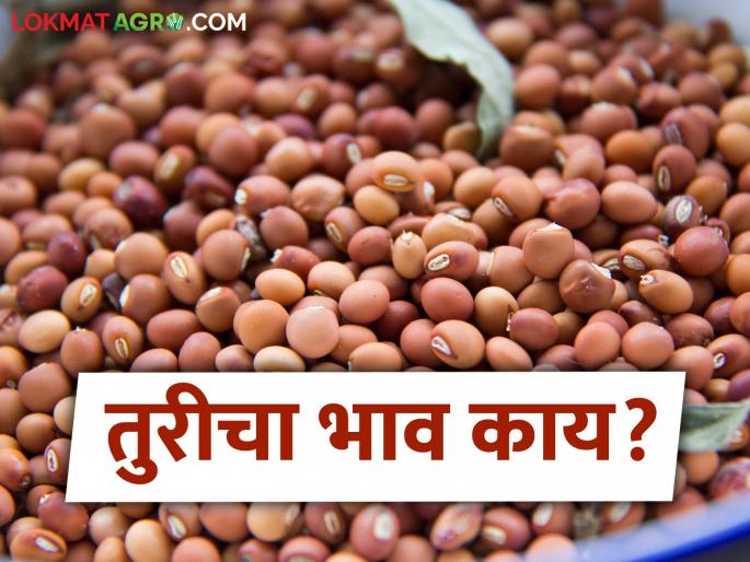 Tur bajar bhav: Tur prices stable in Amravati market; Read in detail about arrivals in other markets | Tur bajar bhav: तुरीचे भाव अमरावती बाजारात स्थिर; इतर बाजारात आवक किती ते वाचा सविस्तर
