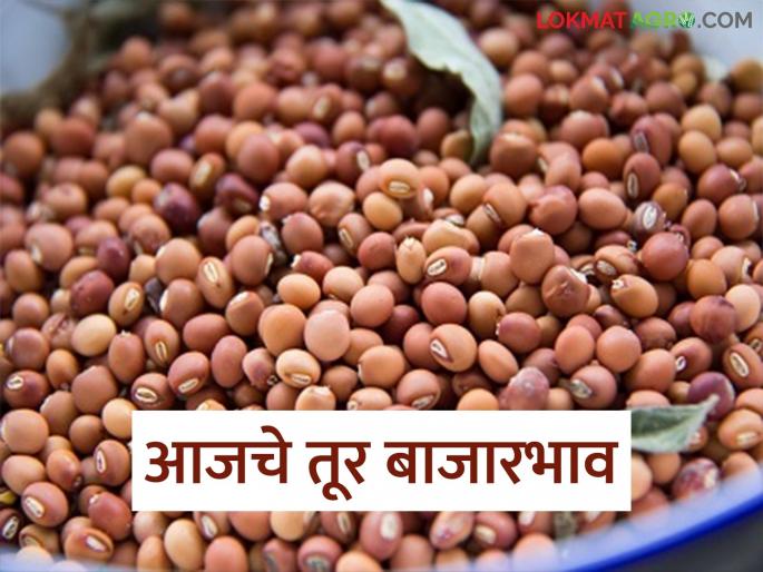 latest news Tur bajar bhav: Big drop in arrival of tur; Know today's market price | Tur bajar bhav : तुरीच्या आवकेत मोठी घट; जाणून घ्या आजचा बाजारभाव latest news Tur bajar bhav: Big drop in arrival of tur; Know today's market price | Tur bajar bhav : तुरीच्या आवकेत मोठी घट; जाणून घ्या आजचा बाजारभाव