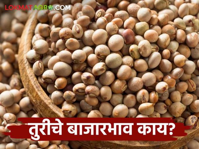 Tur Bajar Bhav : What is the arrival of tur in Amravati market; Read the price in detail | Tur Bajar Bhav : अमरावती बाजारात तुरीची आवक किती; काय मिळाला भाव वाचा सविस्तर Tur Bajar Bhav : What is the arrival of tur in Amravati market; Read the price in detail | Tur Bajar Bhav : अमरावती बाजारात तुरीची आवक किती; काय मिळाला भाव वाचा सविस्तर