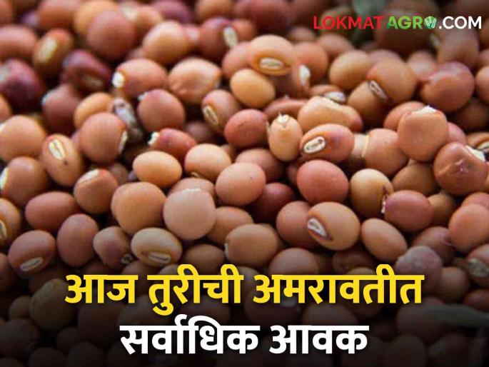Tur Bajarbhav Hinganghat highest while other places prices continue to fluctuate; Read today's tur market prices in the state | Tur Bajarbhav हिंगणघाटला सर्वाधिक तर इतर ठिकाणी दरात चढ उतार सुरूच; वाचा राज्यातील आजचे तूर बाजारभाव