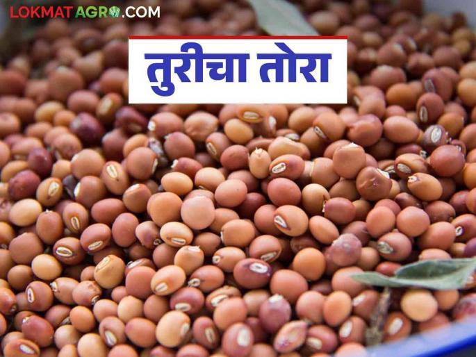 Tur Bazaar Bhav : Tur was priced at Rs 10,000 ten days ago; How is the price being obtained today? | Tur Bajar Bhav : दहा दिवसांपूर्वी तुरीला १० हजार रुपये भाव; आज कसा मिळतोय दर Tur Bazaar Bhav : Tur was priced at Rs 10,000 ten days ago; How is the price being obtained today? | Tur Bajar Bhav : दहा दिवसांपूर्वी तुरीला १० हजार रुपये भाव; आज कसा मिळतोय दर