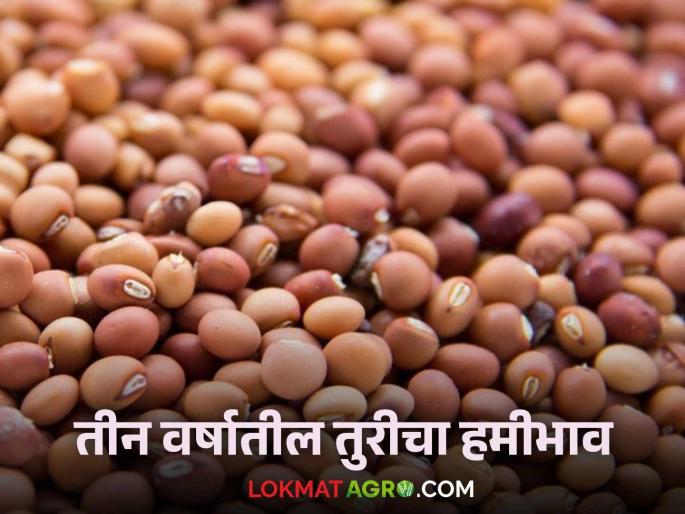 Latest News Tur Arhar MSP How has the msp price of Tur changed in last three years Know in detail | Tur MSP : मागील तीन वर्षात तुरीचे हमीभाव कसे बदलले? जाणून घ्या सविस्तर Latest News Tur Arhar MSP How has the msp price of Tur changed in last three years Know in detail | Tur MSP : मागील तीन वर्षात तुरीचे हमीभाव कसे बदलले? जाणून घ्या सविस्तर