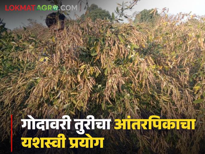 Latest News Farmer Success Story 61 lakh rupees from the mosambi crop, while 130 quintals were produced from Godavari tur intercrop read in detail | Farmer Success Story : मोसंबी पिकातून 61 लाख रुपये, तर गोदावरी तूर आंतरपिकातून 130 क्विंटलचे उत्पादन, वाचा सविस्तर Latest News Farmer Success Story 61 lakh rupees from the mosambi crop, while 130 quintals were produced from Godavari tur intercrop read in detail | Farmer Success Story : मोसंबी पिकातून 61 लाख रुपये, तर गोदावरी तूर आंतरपिकातून 130 क्विंटलचे उत्पादन, वाचा सविस्तर