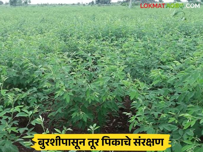 Latest News Tur Crop Management How to protect tur crop from three types of fungi Read in detail | Tur Crop Management : तीन प्रकारच्या बुरशीपासून तूर पिकाचे संरक्षण कसे कराल? वाचा सविस्तर 