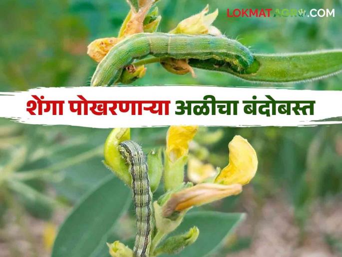 Tur Kid Niyantran : Follow this simple solutions to control pod borer on pigeon pea | Tur Kid Niyantran : तुरीवरील शेंगा पोखरणाऱ्या अळीच्या नियंत्रणासाठी करा हे सोपे उपाय Tur Kid Niyantran : Follow this simple solutions to control pod borer on pigeon pea | Tur Kid Niyantran : तुरीवरील शेंगा पोखरणाऱ्या अळीच्या नियंत्रणासाठी करा हे सोपे उपाय