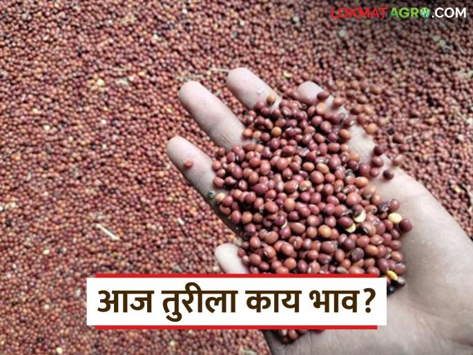 Latest News Tur Market Lal tur in Nandura market compared to Latur Read district-wise prices | Tur Market : लातूरपेक्षा नांदुरा बाजारात लाल तुरीला काय दर मिळतोय? वाचा जिल्हानिहाय दर 