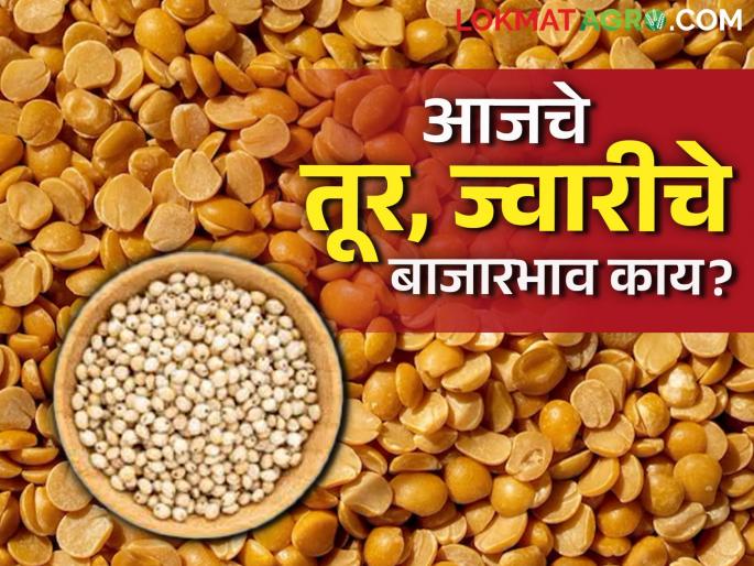 Market Updated : What was the price of red gram and sorghum in the market? Read in detail | Market Update : बाजारात तूरीला, ज्वारीला काय भाव मिळाला ? वाचा सविस्तर Market Updated : What was the price of red gram and sorghum in the market? Read in detail | Market Update : बाजारात तूरीला, ज्वारीला काय भाव मिळाला ? वाचा सविस्तर