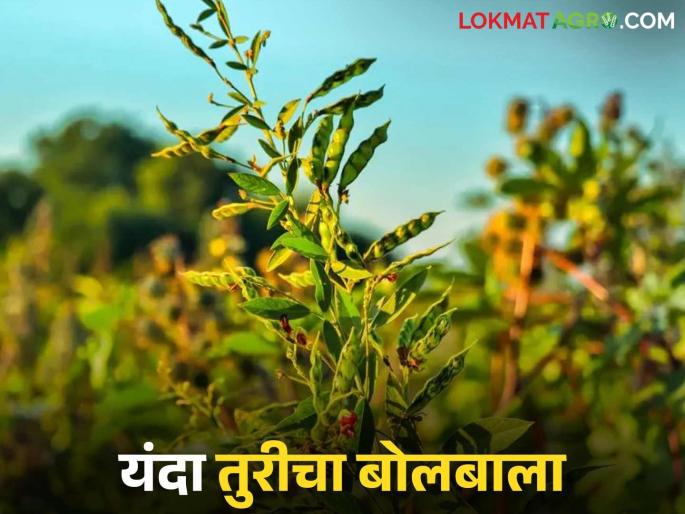 Kharif sowing is about to start; 'pigeon pea' and 'black gram' are the crops of choice this year | Kharif Perani : खरिपाच्या पेरणीची लगबग सुरू; यंदा या दोन कडधान्य पिकांचा बोलबाला Kharif sowing is about to start; 'pigeon pea' and 'black gram' are the crops of choice this year | Kharif Perani : खरिपाच्या पेरणीची लगबग सुरू; यंदा या दोन कडधान्य पिकांचा बोलबाला
