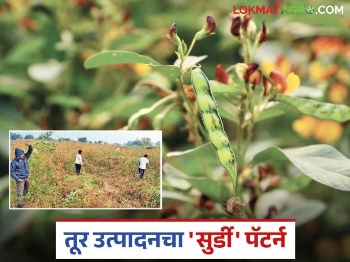 This village in Solapur district achieved record production of pigeon pea tur crop on 400 acres through drip irrigation | सोलापूर जिल्ह्यात ह्या गावाने ४०० एकरावर ठिबक सिंचनाद्वारे घेतले तुरीचे विक्रमी उत्पादन This village in Solapur district achieved record production of pigeon pea tur crop on 400 acres through drip irrigation | सोलापूर जिल्ह्यात ह्या गावाने ४०० एकरावर ठिबक सिंचनाद्वारे घेतले तुरीचे विक्रमी उत्पादन