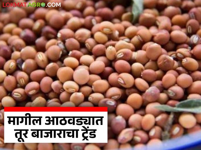 latest news Tur Market: Tur price improvement! Highest price in Latur; 16% drop in arrivals in market committees | Tur Market : तुरीच्या दरात सुधारणा! लातूरमध्ये सर्वाधिक दर; बाजार समित्यांमध्ये १६ टक्क्यांनी आवक घसरली latest news Tur Market: Tur price improvement! Highest price in Latur; 16% drop in arrivals in market committees | Tur Market : तुरीच्या दरात सुधारणा! लातूरमध्ये सर्वाधिक दर; बाजार समित्यांमध्ये १६ टक्क्यांनी आवक घसरली