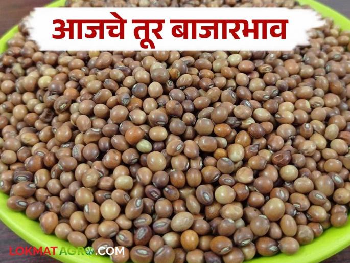 Tur Bazaar Bhav: How much is the arrival of tur in Jalna market; Read in detail how the price was obtained | Tur Bajar Bhav : जालना बाजारात तुरीची आवक किती; कसा मिळाला दर ते वाचा सविस्तर