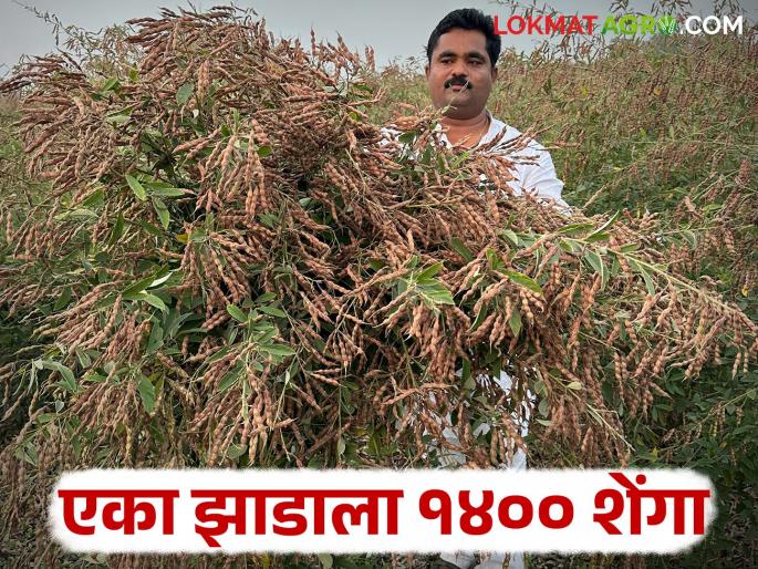 An average of 1400 pods are produced per pigeon pea tree; this farmer gets bumper production from nimbargi village | तुरीच्या एका झाडाला सरासरी तब्बल १४०० शेंगा; निंबर्गीच्या या शेतकऱ्याने घेतले बंपर उत्पादन An average of 1400 pods are produced per pigeon pea tree; this farmer gets bumper production from nimbargi village | तुरीच्या एका झाडाला सरासरी तब्बल १४०० शेंगा; निंबर्गीच्या या शेतकऱ्याने घेतले बंपर उत्पादन