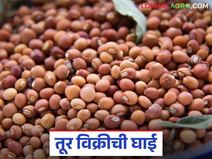 Tur Kharedi : Tur growers turned their backs on government centers for 'this' reason | Tur Kharedi : शासकीय केंद्रांकडे तूर उत्पादकांनी 'या' कारणामुळे फिरवली पाठ Tur Kharedi : Tur growers turned their backs on government centers for 'this' reason | Tur Kharedi : शासकीय केंद्रांकडे तूर उत्पादकांनी 'या' कारणामुळे फिरवली पाठ