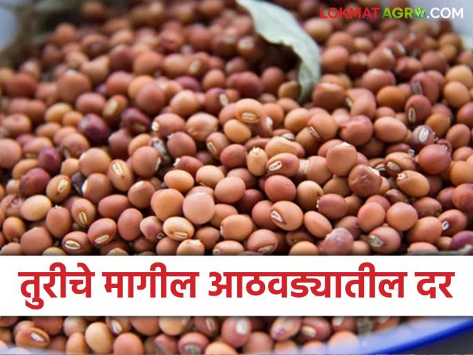 Latest News Tur Bajarbhav see price of Tur in last week in latur market yard check here | Tur Bajarbhav : ...म्हणून तुरीच्या दरात घसरण, मागील आठवड्यात कसे मिळाले दर? वाचा सविस्तर 