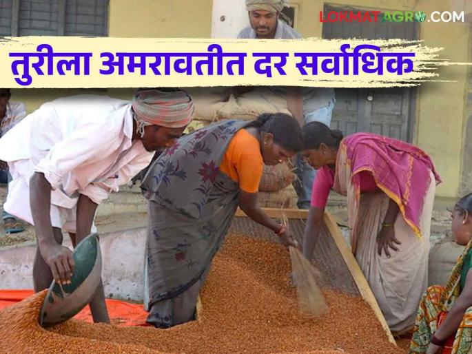 Tur Market: Bharari are buying tur in the market | Tur Market : बाजारात तूरी घेत आहेत भरारी Tur Market: Bharari are buying tur in the market | Tur Market : बाजारात तूरी घेत आहेत भरारी