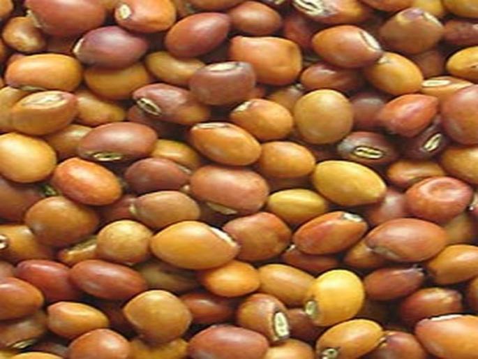 Back to Monopoly Purchase Centers: Buy only two and a half quintals of Tur | एकाधिकार खरेदी केंद्रांकडे पाठ : अवघी दिडशे क्विंटल तूर खरेदी Back to Monopoly Purchase Centers: Buy only two and a half quintals of Tur | एकाधिकार खरेदी केंद्रांकडे पाठ : अवघी दिडशे क्विंटल तूर खरेदी