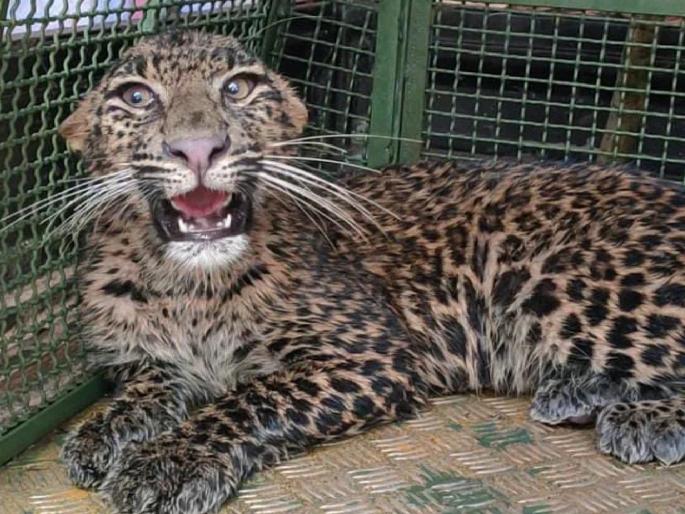 A leopard that entered poultry in search of prey was found at Tural in Ratnagiri district | भक्ष्याच्या शोधात पोल्ट्रीत शिरलेला बिबट्या जेरबंद, रत्नागिरी जिल्ह्यातील तुरळ येथे घडली