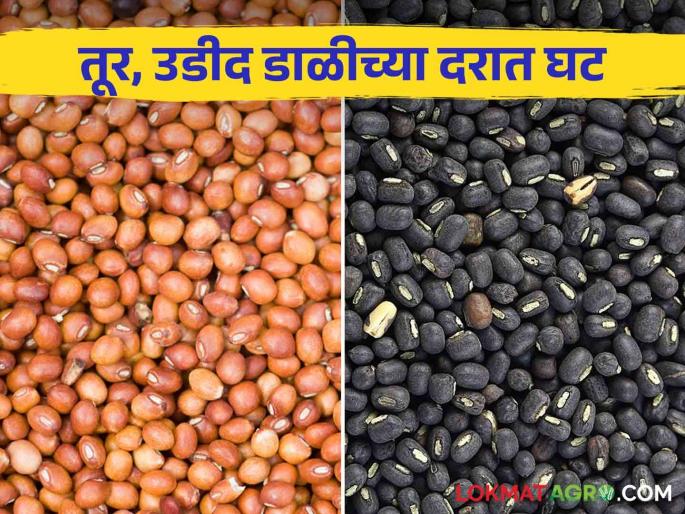 Latest News Almost 10 percent reduction in tur and udi dal rates, read details | Tur dal Rate : तूर आणि उडीद डाळीच्या दरात जवळजवळ 10 टक्के घट, वाचा सविस्तर Latest News Almost 10 percent reduction in tur and udi dal rates, read details | Tur dal Rate : तूर आणि उडीद डाळीच्या दरात जवळजवळ 10 टक्के घट, वाचा सविस्तर