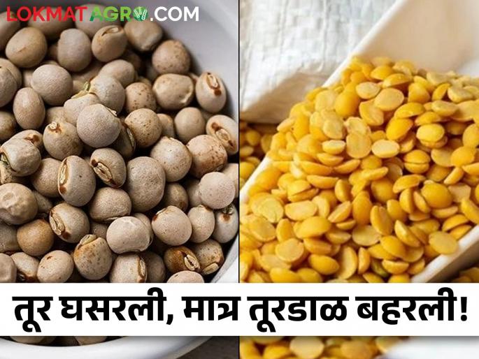 Latest News Market Yard Turi prices fell, turdali prices increased | तुरीचे दर घसरले, तूरडाळीचे भाव वधारले, शेतकरी हवालदिल Latest News Market Yard Turi prices fell, turdali prices increased | तुरीचे दर घसरले, तूरडाळीचे भाव वधारले, शेतकरी हवालदिल