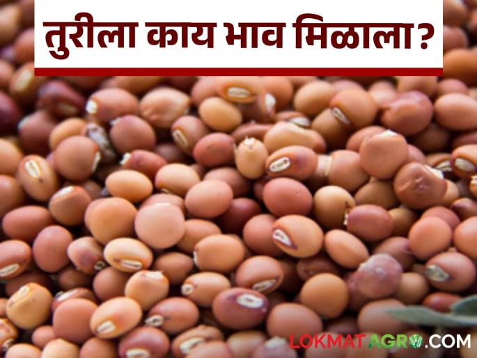 latest news tur market prices in parbhani and ahilyanagar district see details | Tur Bajarbhav : परभणी आणि अहिल्यानगर जिल्ह्यात तुरीला काय भाव मिळतोय? जाणून घ्या सविस्तर