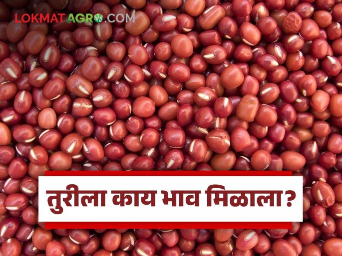 Tur Market : | Tur Market : 'या' दोन मार्केटमध्ये तुरीला 7 हजार रुपयांचा दर, वाचा सविस्तर बाजारभाव Tur Market : | Tur Market : 'या' दोन मार्केटमध्ये तुरीला 7 हजार रुपयांचा दर, वाचा सविस्तर बाजारभाव