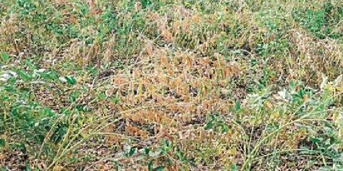tur crop affected due to weather changes | वातावरण बदलामुळे तुरीच्या झाल्या तुराट्या, शेतकऱ्यांवर ओढवले संकट