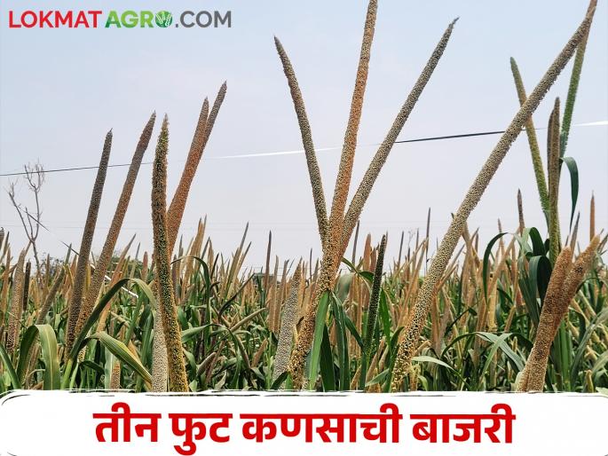 Turkish pearl millet maximum yield, the farmer Nanasaheb of Dhekalwadi became rich | तुर्की बाजरीने केली कमाल ढेकळवाडीचे शेतकरी नानासाहेब झाले मालामाल Turkish pearl millet maximum yield, the farmer Nanasaheb of Dhekalwadi became rich | तुर्की बाजरीने केली कमाल ढेकळवाडीचे शेतकरी नानासाहेब झाले मालामाल