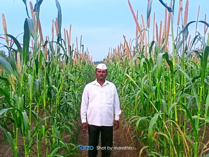 Bajri crop has about three feet of grain | बाजरी पिकास चक्क तीन फुटाची कणसे Bajri crop has about three feet of grain | बाजरी पिकास चक्क तीन फुटाची कणसे