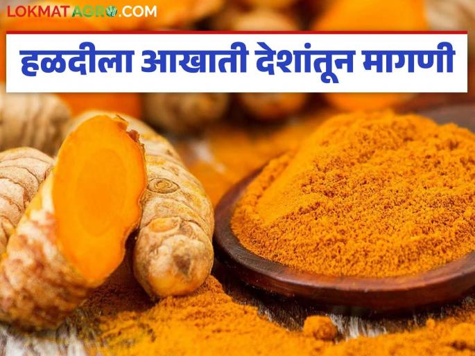Halad Demand: latest news Demand for Indian turmeric crop came from Gulf countries | Halad Demand : भारतीय हळद पिकाला आखाती देशांतून आली मागणी Halad Demand: latest news Demand for Indian turmeric crop came from Gulf countries | Halad Demand : भारतीय हळद पिकाला आखाती देशांतून आली मागणी
