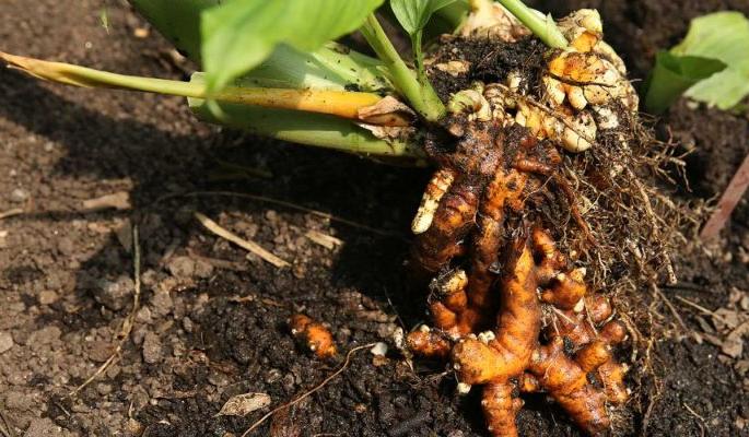 No entry for farm produce in the district; Turmeric, cotton, groundnuts stuck | परजिल्ह्यात शेतमालास नो एन्ट्री; हळद, कापूस, भूईमुग अडकले