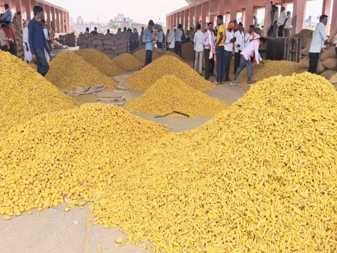Turmeric in the market yard of Hingoli in Khandesh, Vidarbha with Marathwada | 'रास्त भाव, तत्काळ पैसा'; मराठवाड्यासह विदर्भ, खान्देशातील हळद हिंगोलीच्या मार्केट यार्डात Turmeric in the market yard of Hingoli in Khandesh, Vidarbha with Marathwada | 'रास्त भाव, तत्काळ पैसा'; मराठवाड्यासह विदर्भ, खान्देशातील हळद हिंगोलीच्या मार्केट यार्डात