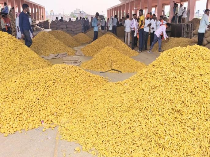 Discontent among the farmers, 10 thousand pieces of turmeric came and fell by 500 to 700 per quintal | शेतकऱ्यांत नाराजगी, १० हजार कट्टे हळद आली अन् दर क्विंटलमागे ५०० ते ७०० ने घसरले Discontent among the farmers, 10 thousand pieces of turmeric came and fell by 500 to 700 per quintal | शेतकऱ्यांत नाराजगी, १० हजार कट्टे हळद आली अन् दर क्विंटलमागे ५०० ते ७०० ने घसरले