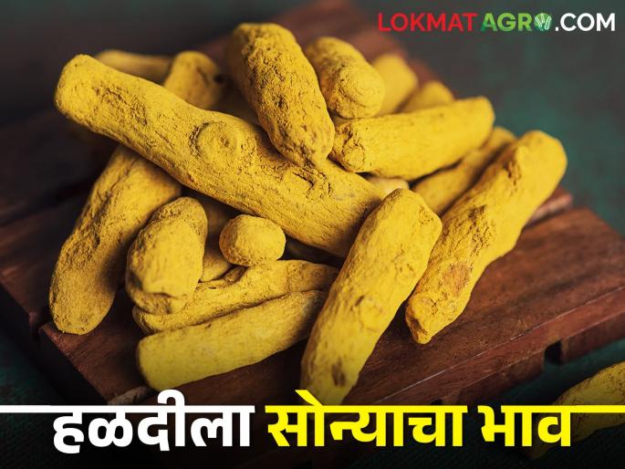 Gold of turmeric! Getting record break market price | हळदीचं सोनं! मिळतोय रेकॉर्डब्रेक बाजारभाव Gold of turmeric! Getting record break market price | हळदीचं सोनं! मिळतोय रेकॉर्डब्रेक बाजारभाव