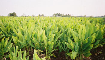 In drought conditions, 400 quintals turmeric yield in 2 acers | दुष्काळी परिस्थितीतही २ एकरात घेतली ४०० क्विंटल हळद! In drought conditions, 400 quintals turmeric yield in 2 acers | दुष्काळी परिस्थितीतही २ एकरात घेतली ४०० क्विंटल हळद!