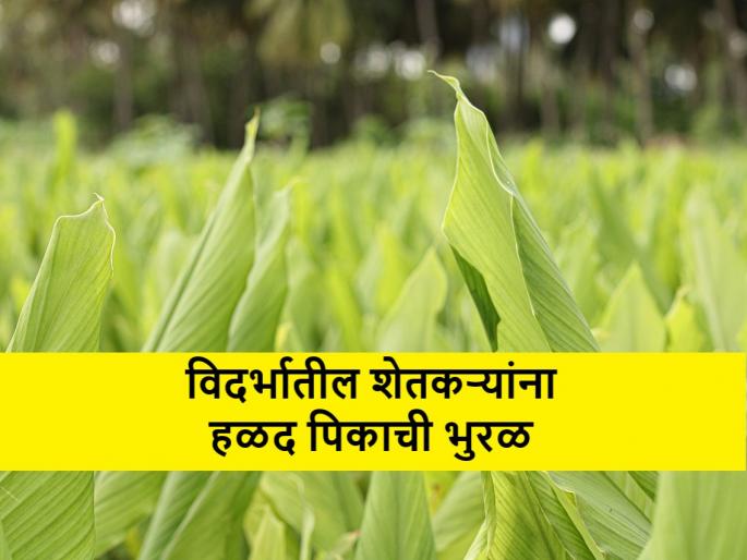Turmeric cultivation: Why are farmers in Vidarbha turning to turmeric cultivation? | Turmeric cultivation: विदर्भाच्या या भागातील शेतकरी हळद लागवडीकडे का वळत आहेत? Turmeric cultivation: Why are farmers in Vidarbha turning to turmeric cultivation? | Turmeric cultivation: विदर्भाच्या या भागातील शेतकरी हळद लागवडीकडे का वळत आहेत?