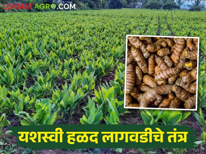 Turmeric Cultivation; Important tips for farmers of turmeric cultivation better yield | Turmeric हळद लागवडीच्या या टीप्समुळे मिळेल लाखोंचे उत्पादन Turmeric Cultivation; Important tips for farmers of turmeric cultivation better yield | Turmeric हळद लागवडीच्या या टीप्समुळे मिळेल लाखोंचे उत्पादन