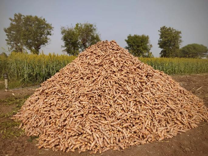 'The farm and the harvest are ours'; brother-in-law, with great force, stole 25 quintals of turmeric from her sister-in-law's farm | 'शेती अन् पिकही आमचे'; दमदाटी करत दीराने भावजयीच्या शेतातून २५ क्विंटल हळद पळवली
