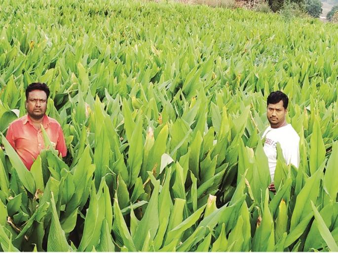 turmeric produced by the youth on the useless land | सुशिक्षित बेकार युवकाने माळरानावर पिकविली हळद turmeric produced by the youth on the useless land | सुशिक्षित बेकार युवकाने माळरानावर पिकविली हळद