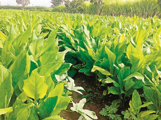 The success story of the progressive farmer; Millions earned by producing turmeric powder in just 20 guntha | प्रगतीशील शेतकऱ्याची यशकथा; केवळ २० गुंठ्यात हळद लागवड ते पावडर निर्मिती करून कमावले लाखो The success story of the progressive farmer; Millions earned by producing turmeric powder in just 20 guntha | प्रगतीशील शेतकऱ्याची यशकथा; केवळ २० गुंठ्यात हळद लागवड ते पावडर निर्मिती करून कमावले लाखो