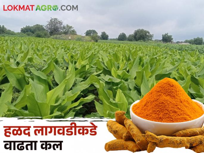 Farmers are more inclined towards turmeric cultivation this year as they get lump sum money | Turmeric farming हिंगोलीचे शेतकरी यंदा पुन्हा हळद लागवडीकडे का वळत आहेत? Farmers are more inclined towards turmeric cultivation this year as they get lump sum money | Turmeric farming हिंगोलीचे शेतकरी यंदा पुन्हा हळद लागवडीकडे का वळत आहेत?