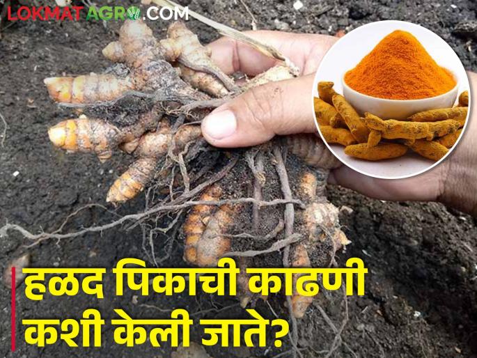 How to scientifically harvest turmeric to minimize damage? | कमीत कमी नुकसान व्हावे यासाठी शास्त्रीय पद्धतीने हळद काढणी कशी करावी? How to scientifically harvest turmeric to minimize damage? | कमीत कमी नुकसान व्हावे यासाठी शास्त्रीय पद्धतीने हळद काढणी कशी करावी?