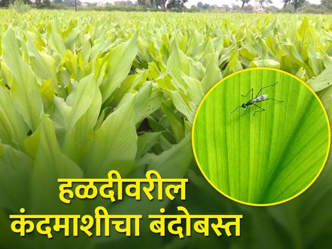 How to manage Rhizome flies, Leaf spot, Rhizome rot on Turmeric | हळदीवरील कंद माशी, करपा आणि कंदकुजचे कसे कराल व्यवस्थापन