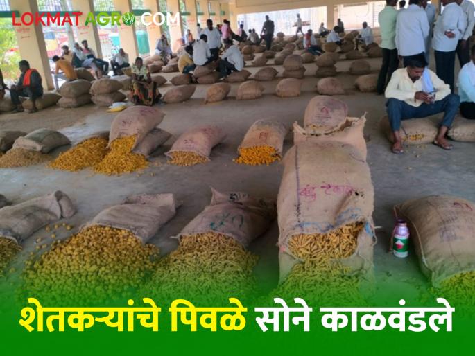 Soybean price crisis continues while turmeric prices continue to fall; Inflows slow at Sant Namdev Market Yard | Soybean & Turmeric Price Crisis: सोयाबीनची दरकोंडी कायम तर हळदीच्या दरात घसरण सुरूच; संत नामदेव मार्केट यार्डात आवक मंदावली Soybean price crisis continues while turmeric prices continue to fall; Inflows slow at Sant Namdev Market Yard | Soybean & Turmeric Price Crisis: सोयाबीनची दरकोंडी कायम तर हळदीच्या दरात घसरण सुरूच; संत नामदेव मार्केट यार्डात आवक मंदावली