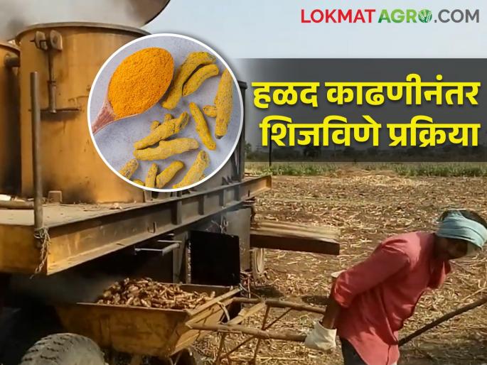 Process turmeric in an improved manner for high quality production | उच्च प्रतीच्या उत्पादनासाठी सुधारित पद्धतीने अशी करा हळदीवर प्रक्रिया Process turmeric in an improved manner for high quality production | उच्च प्रतीच्या उत्पादनासाठी सुधारित पद्धतीने अशी करा हळदीवर प्रक्रिया